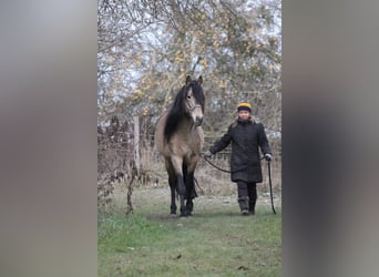 PRE, Stallion, , 16 hh, Dun