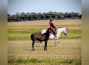 PRE, Stallion, Foal (05/2025), 16 hh, Grey