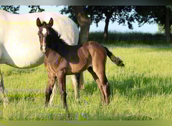 PRE, Stallion, Foal (05/2025), 16 hh, Grey