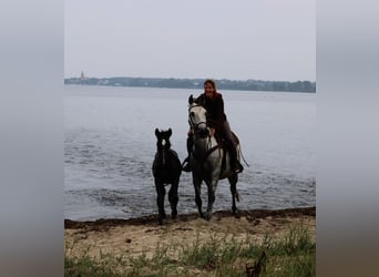 PRE, Stallion, Foal (05/2025), 16 hh, Grey