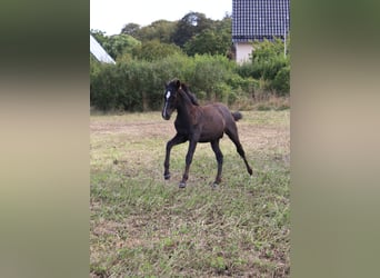 PRE, Stallion, Foal (05/2025), 16 hh, Grey