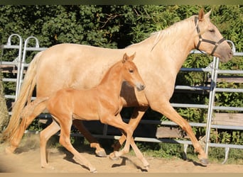 PRE, Stallion, Foal (06/2026), 16 hh, Palomino