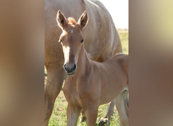PRE, Stallion, Foal (06/2026), 16 hh, Palomino