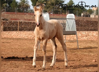 PRE, Stallion, Foal (01/2024), 16 hh, Palomino