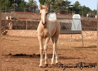 PRE, Stallion, Foal (01/2024), 16 hh, Palomino