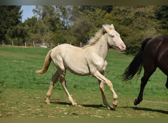 PRE, Stallion, Foal (04/2026), 16 hh, Pearl