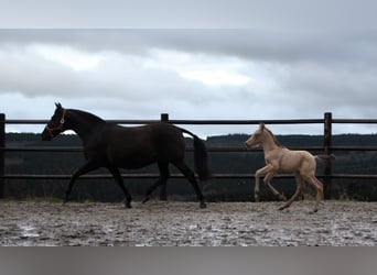 PRE, Stallion, Foal (02/2024), 16 hh, Pearl