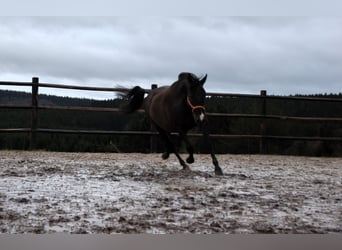 PRE, Stallion, Foal (02/2024), 16 hh, Pearl