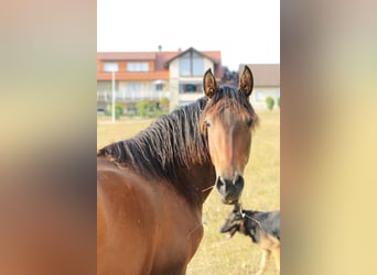 PRE, Stallion, Foal (06/2026), 16 hh, Pearl