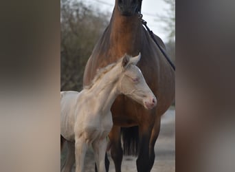 PRE, Stallion, Foal (03/2026), 16 hh, Perlino