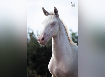 PRE, Stallion, Foal (01/2026), 16 hh, Perlino