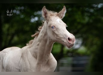 PRE, Stallion, Foal (01/2026), 16 hh, Perlino