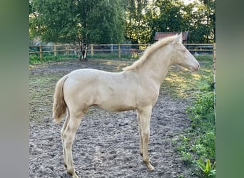 PRE Mix, Stallion, Foal (04/2025), 16 hh, Perlino