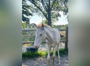 PRE Mix, Stallion, Foal (04/2025), 16 hh, Perlino