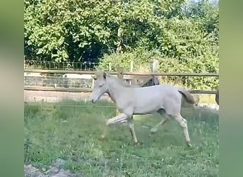 PRE Mix, Stallion, Foal (04/2025), 16 hh, Perlino
