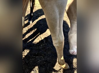 PRE Mix, Stallion, Foal (04/2025), 16 hh, Perlino