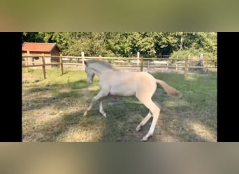PRE Mix, Stallion, Foal (04/2025), 16 hh, Perlino