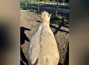 PRE Mix, Stallion, Foal (04/2025), 16 hh, Perlino