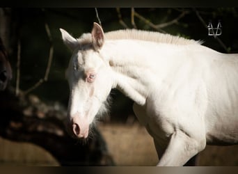 PRE Mix, Stallion, , 16 hh, Perlino