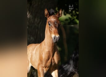 PRE, Stallion, , 16 hh, Smoky-Black