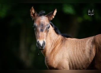 PRE, Stallion, , 16 hh, Smoky-Black