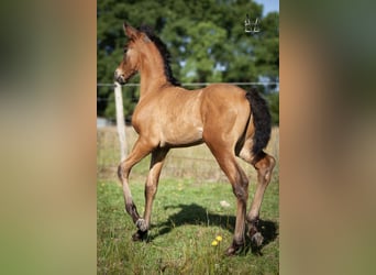 PRE, Stallion, , 16 hh, Smoky-Black