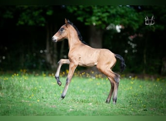 PRE, Stallion, , 16 hh, Smoky-Black