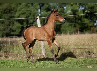 PRE, Stallion, , 16 hh, Smoky-Black
