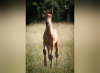 PRE, Stallion, , 16 hh, Smoky-Black
