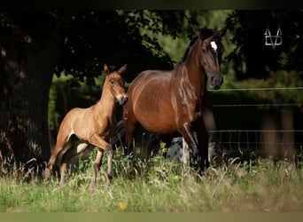 PRE, Stallion, , 16 hh, Smoky-Black