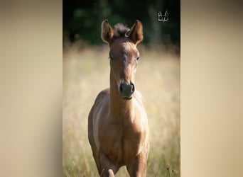 PRE, Stallion, , 16 hh, Smoky-Black