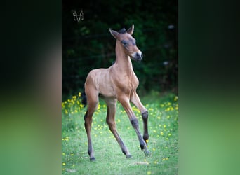 PRE, Stallion, , 16 hh, Smoky-Black