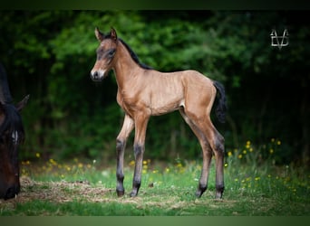 PRE, Stallion, , 16 hh, Smoky-Black