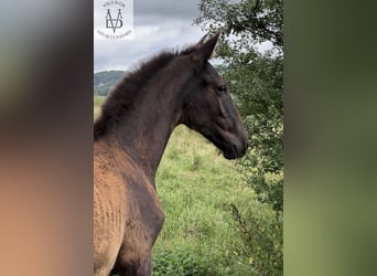 PRE, Stallion, Foal (03/2025), 16,1 hh, Black