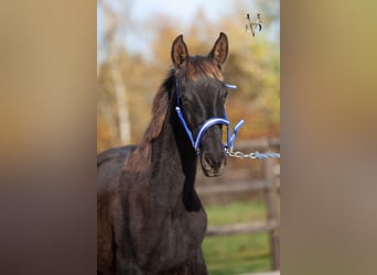PRE, Stallion, Foal (03/2025), 16,1 hh, Black