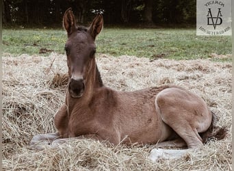 PRE, Stallion, , 16,1 hh, Black