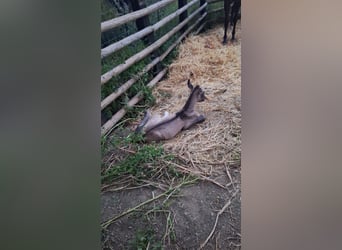 PRE Mix, Stallion, Foal (04/2025), 16,1 hh, Buckskin