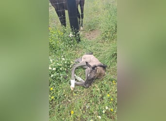PRE Mix, Stallion, Foal (04/2025), 16,1 hh, Buckskin