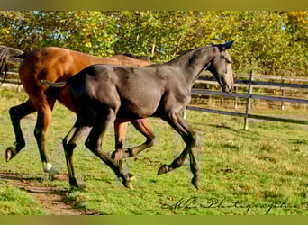 PRE, Stallion, Foal (03/2025), 16,1 hh, Grey-Dark-Tan