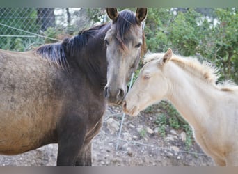 PRE, Stallion, Foal (08/2023), 17 hh, Perlino
