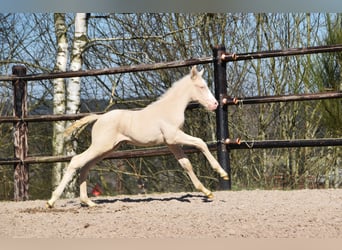 PRE, Stallion, 