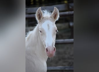PRE, Stallion, 
