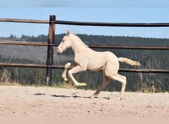 PRE, Stallion, 