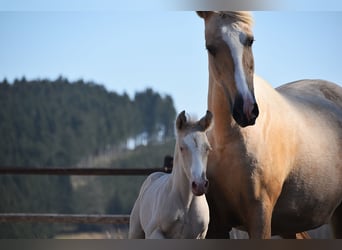 PRE, Stallion, 