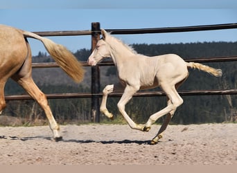 PRE, Stallion, 
