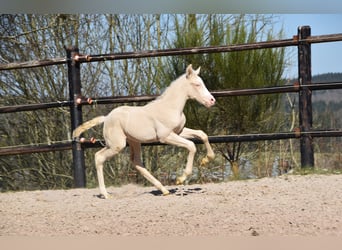 PRE, Stallion, 