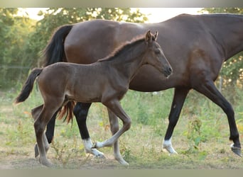 PRE, Stallion, Foal (06/2026), Bay-Dark