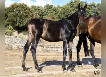 PRE, Stallion, Foal (04/2024), Bay-Dark