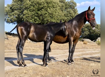 PRE, Stallion, Foal (04/2024), Bay-Dark