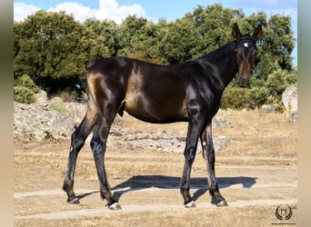 PRE, Stallion, Foal (04/2024), Bay-Dark